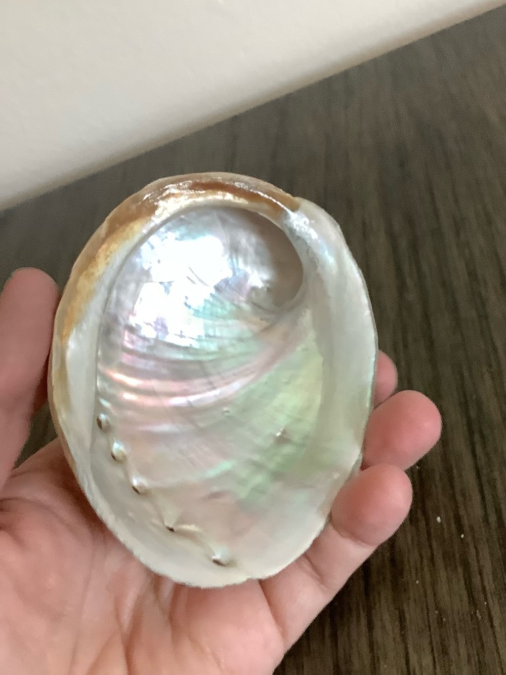 Abalone Haliotis Rufescens Shell 4.5" Long - Picture 13 of 13